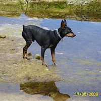 Hunde 053 (Large)